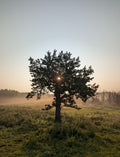 Prairie Tree by Melissa Stroud