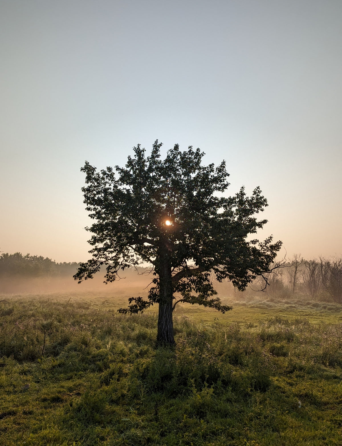 Prairie Tree by Melissa Stroud
